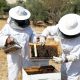 تولید-عسل-در-سوریه