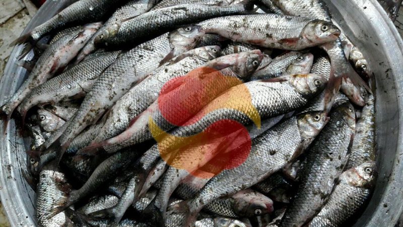 وزارت حمل و نقل سوریه صید ماهی در مناطق ساحلی را ممنوع کرد